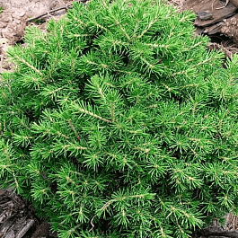 Ель обыкновенная Dan's Dwarf