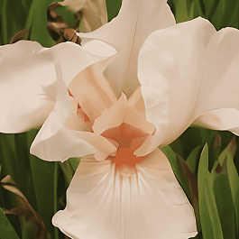 Ирис германский Pink Empress