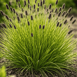 Сеслерия блестящая