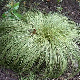 Осока косматая Фростед Курлс Осока косматая Фростед Курлс