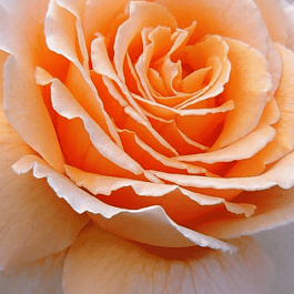 Роза чайно-гибридная Prima Donna