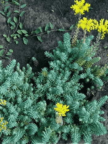 Очиток отогнутый