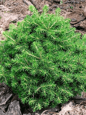 Ель обыкновенная Dan's Dwarf