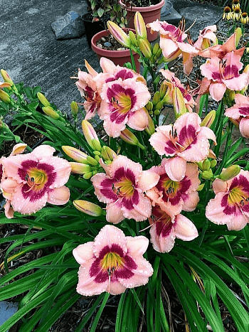 Лилейник Wineberry Candy