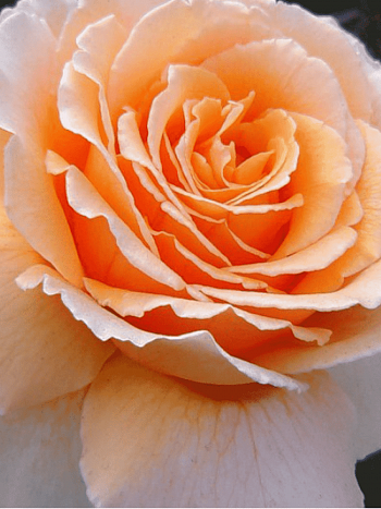 Роза чайно-гибридная Prima Donna