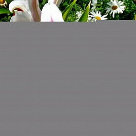 Лилия восточная Хотспот