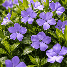 Барвинок малый