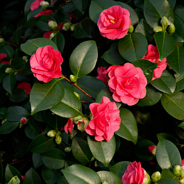 Камелия японская Леди Кэмпбелл (комнатное растение)