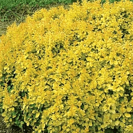 Барбарис Тунберга Golden Nugget