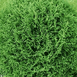 Туя западная Tiny Tim