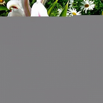 Лилия восточная Хотспот