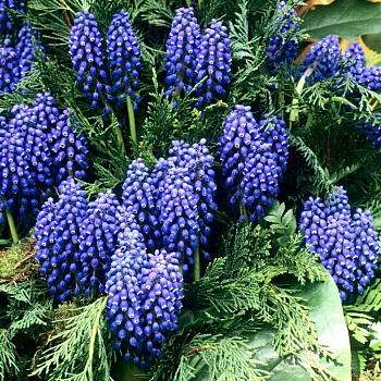 Мускари армянский Блу Спайк