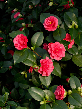 Камелия японская Леди Кэмпбелл (комнатное растение)