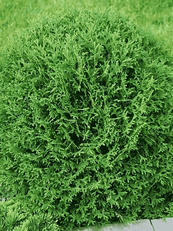 Туя западная Tiny Tim