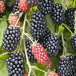 Ежевика садовая Heaven Can Wait