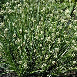 Сеслерия голубая