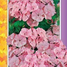 Гвоздика Турецкая Pink beauty