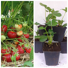 Земляника садовая Эльсанта НАБОР 5ШТ Земляника садовая Эльсанта НАБОР 5ШТ