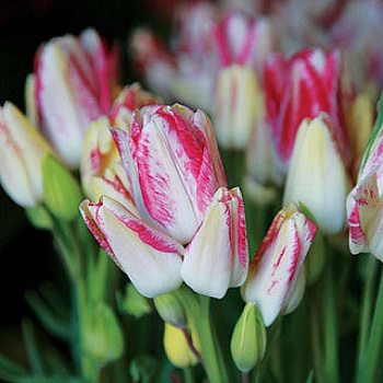 Тюльпан Дрим Клаб