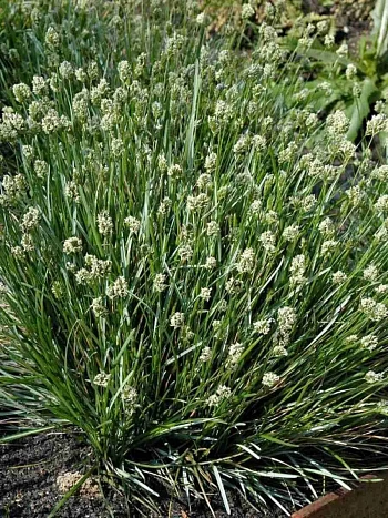 Сеслерия голубая