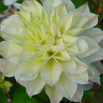 Клематис крупноцветковый Дельфин