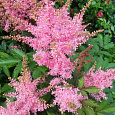 Астильба китайская Finale