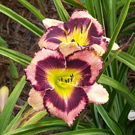 Лилейник гибридный Биг Сити Ай