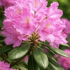 Рододендрон Смирнова