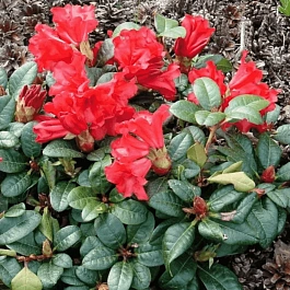 Рододендрон ползучий Scarlet Wonder
