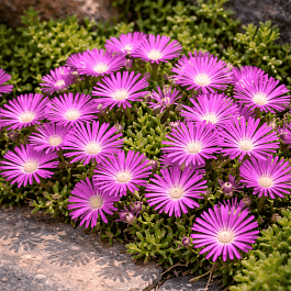 Делосперма Купера Table Mountain