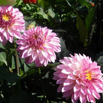 Георгина Декоративная Принцесса Летиция