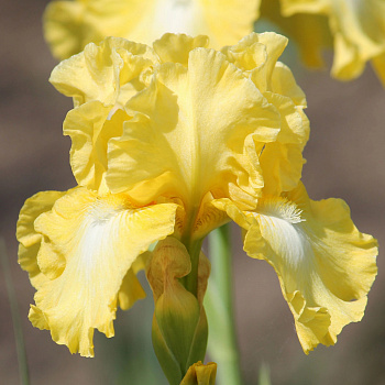 Ирис бородатый Лемон Поп