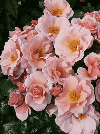 Роза плетистая Checkmate