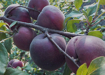 Абрикос Черный бархат