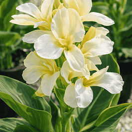 Канна  Ambassador