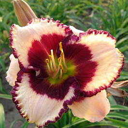 Лилейник гибридный Бодэ Мьюзик