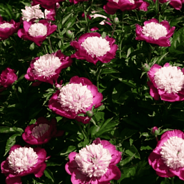 Пион Молочноцветковый White Cap