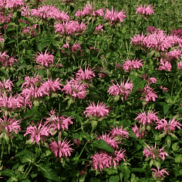 Монарда гибридная Croftway Pink