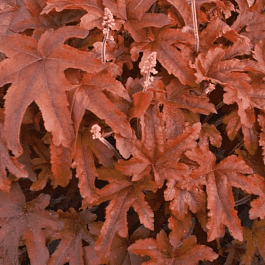 Гейхерелла Red Rover