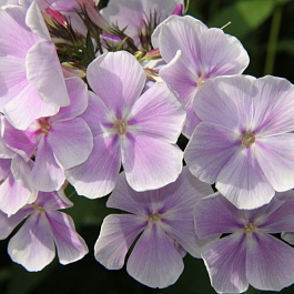 Флокс метельчатый Франц Шуберт Флокс метельчатый Франц Шуберт