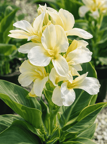 Канна  Ambassador