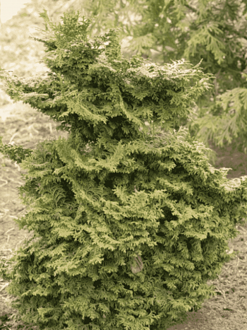 Кипарисовик тупой Pagoda