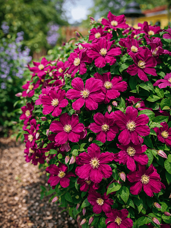 Клематис Slowianka