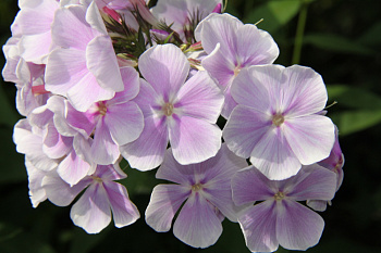 Флокс метельчатый Франц Шуберт