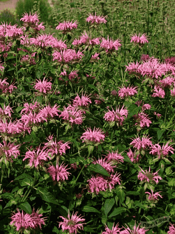 Монарда гибридная Croftway Pink