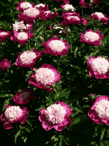 Пион Молочноцветковый White Cap