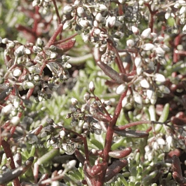 Очиток белый F.atropurpurea