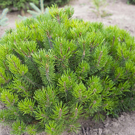 Сосна горная Мугус