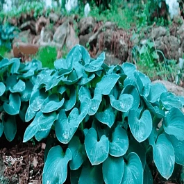 Хоста Blue Mouse Ears