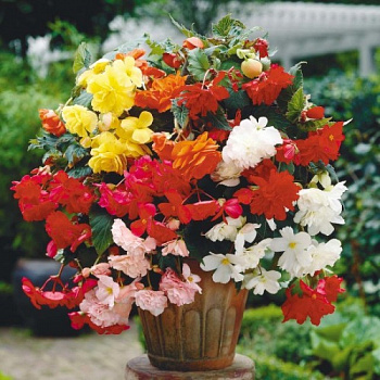 Бегония ампельная Шансон Смесь